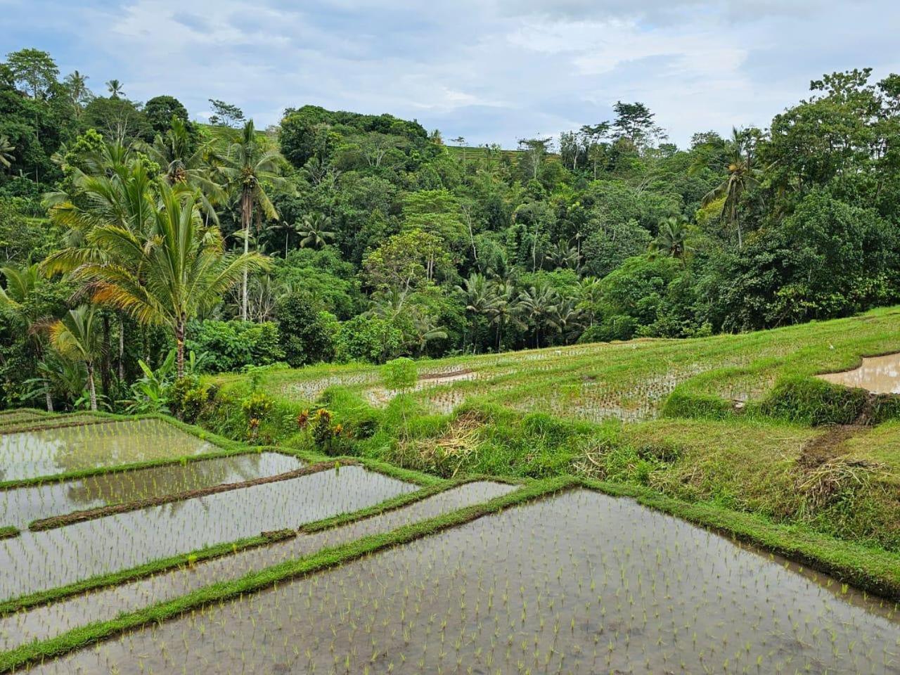 Umauthu Bali Villa Selemadeg Exteriör bild